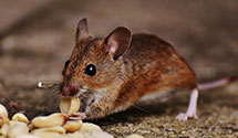 24 Hour & Emergency Exterminators in Enterline, PA